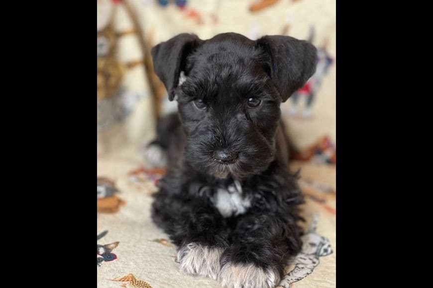 Miniature Schnauzer Puppies breeder image 1