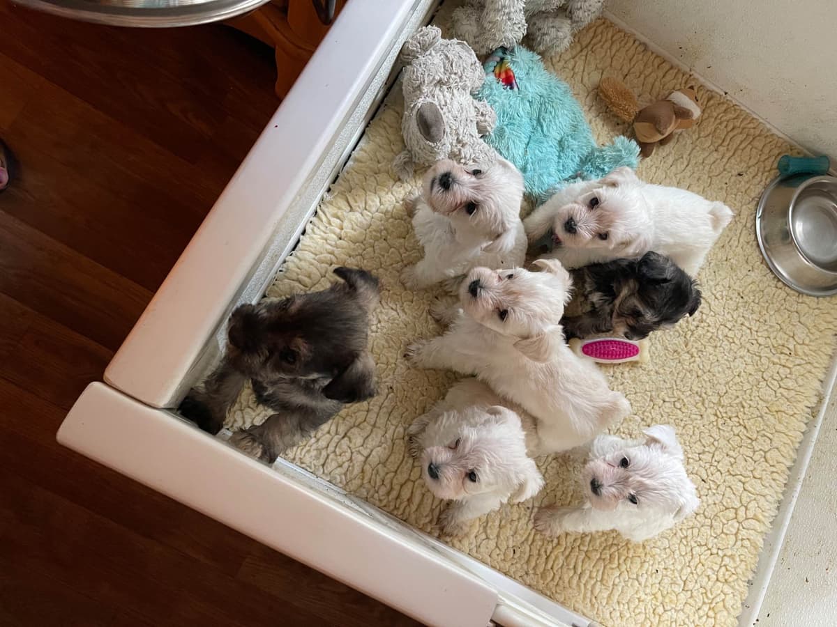 Miniature Schnauzer Puppies breeder image 7
