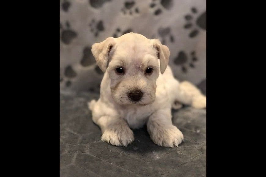 Miniature Schnauzer Puppies breeder image 8