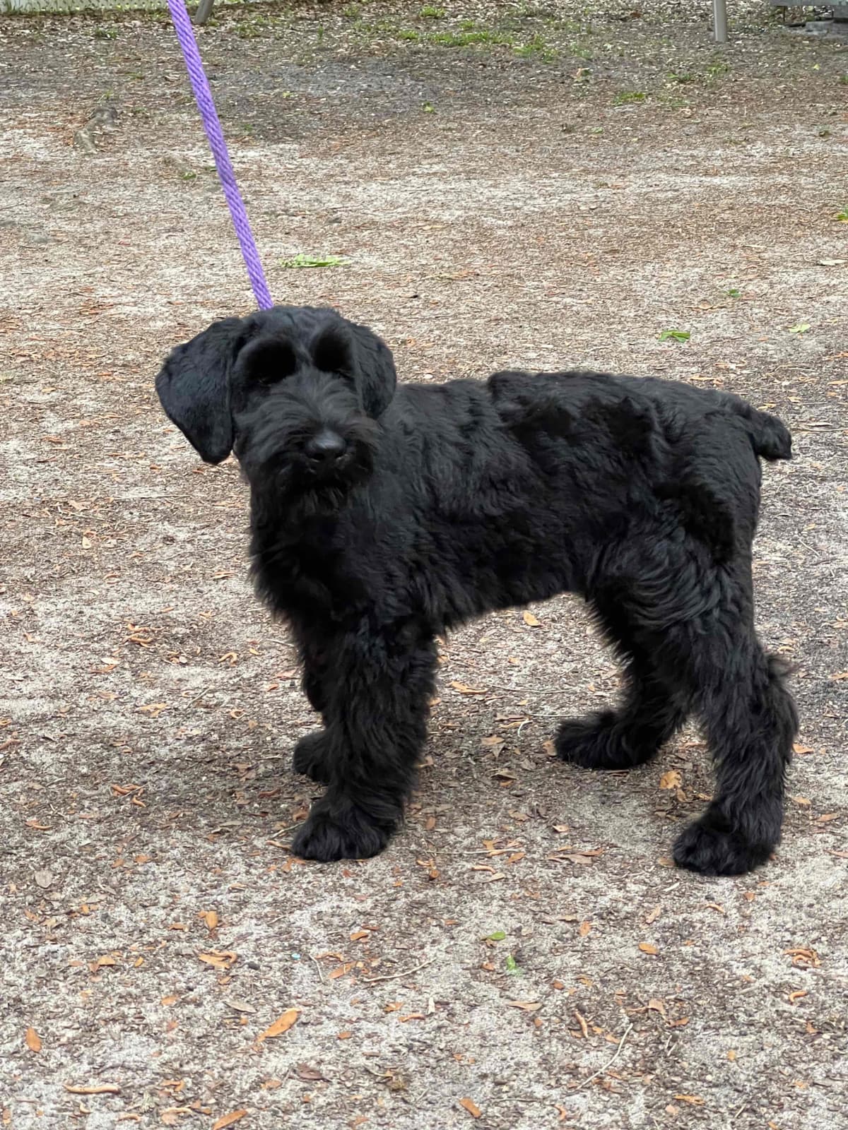 Miniature Schnauzer Puppies breeder image 10