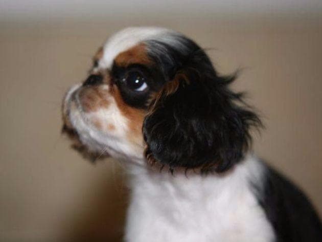 English Toy Spaniel Puppies breeder image 2