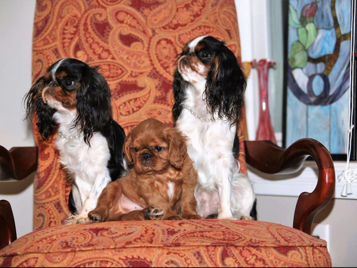 English Toy Spaniel Puppies breeder image 4