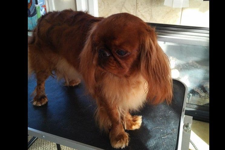 English Toy Spaniel Puppies breeder image 3