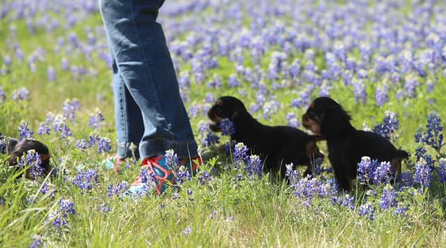 English Toy Spaniel Puppies media 3