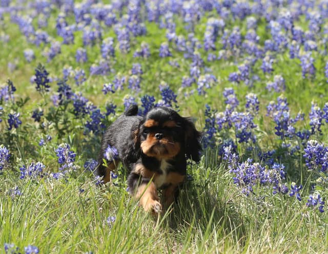 English Toy Spaniel Puppies media 2