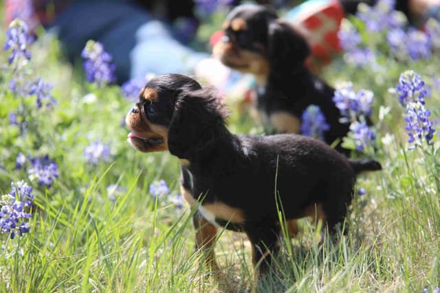 English Toy Spaniel Puppies media 4
