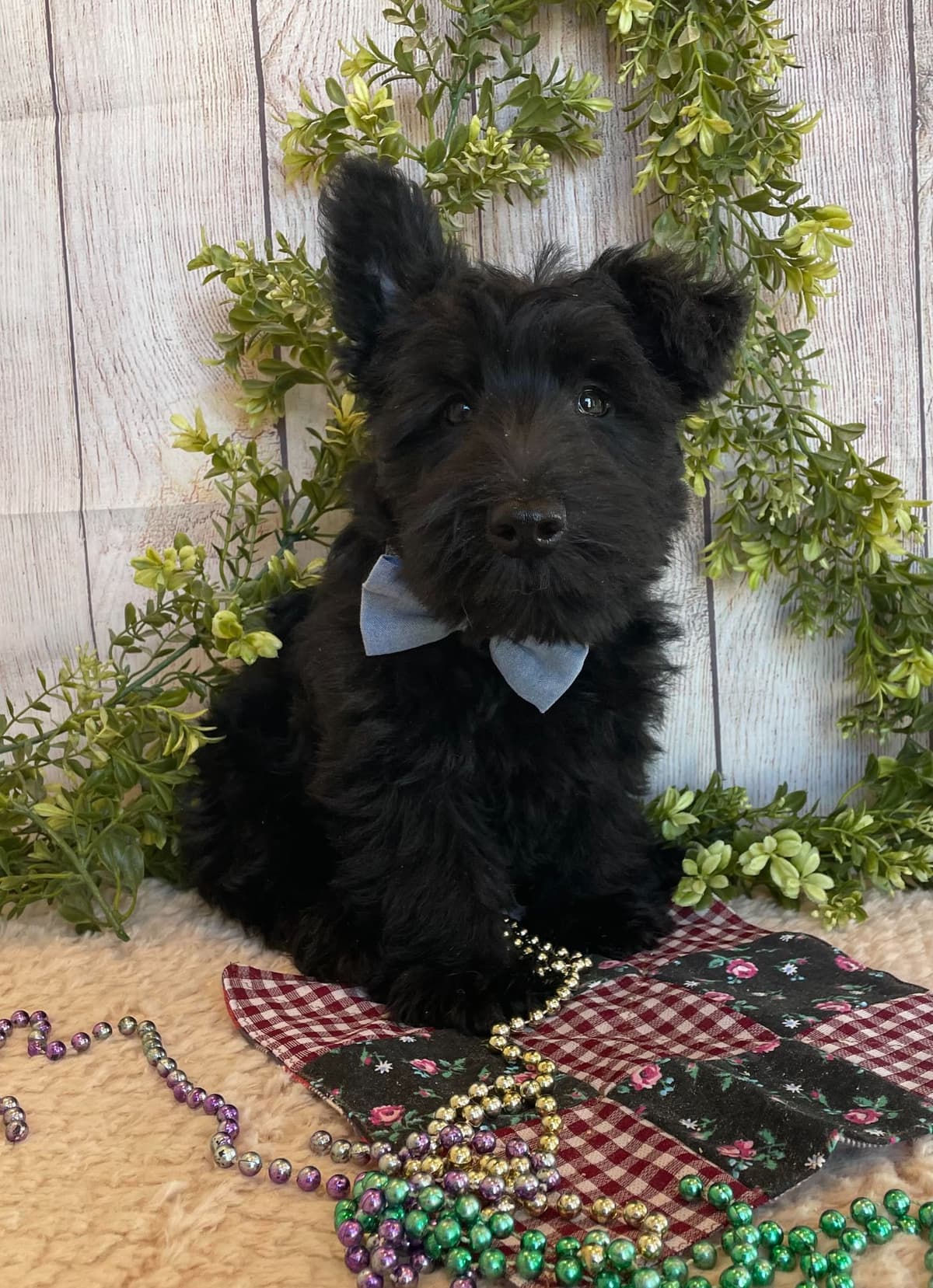 West Highland White Terrier Puppies breeder image 1