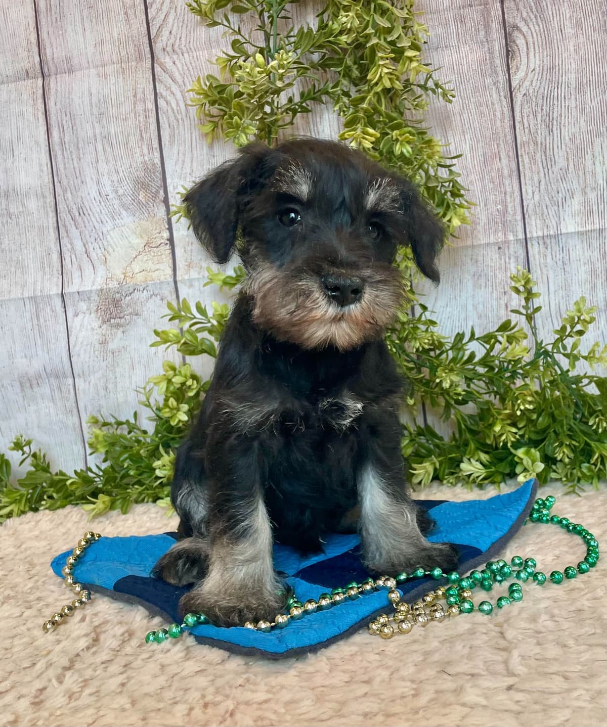 West Highland White Terrier Puppies breeder image 3