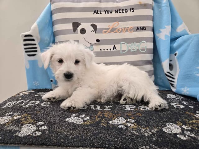 West Highland White Terrier Puppies media 2
