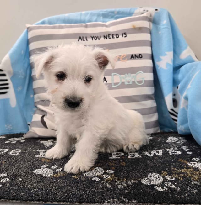 West Highland White Terrier Puppies media 3