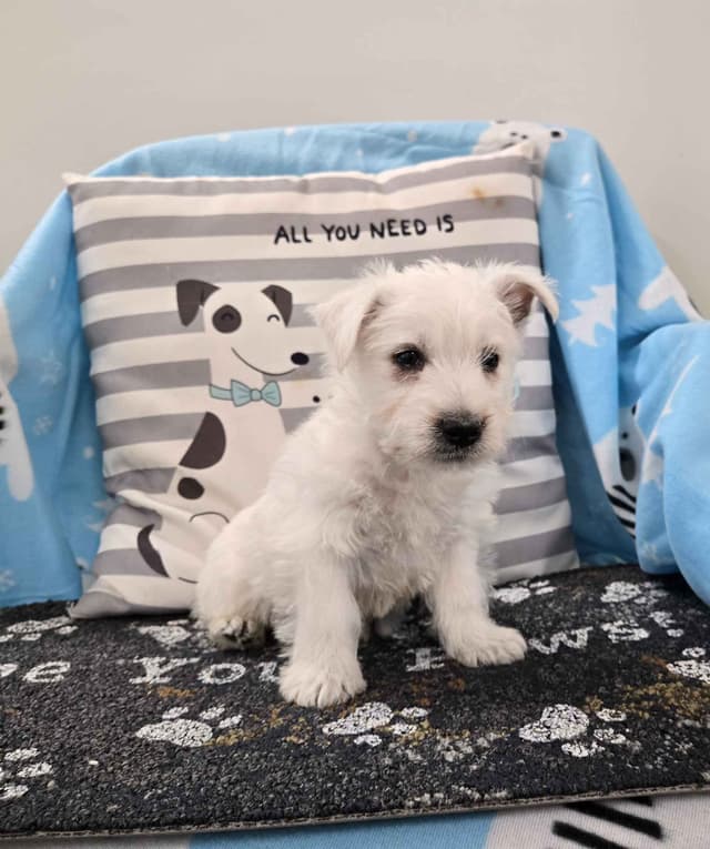 West Highland White Terrier Puppies media 4