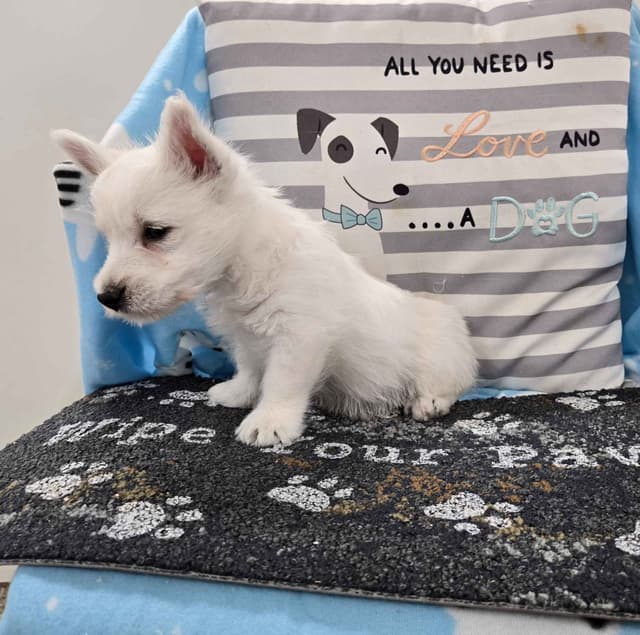 West Highland White Terrier Puppies media 5