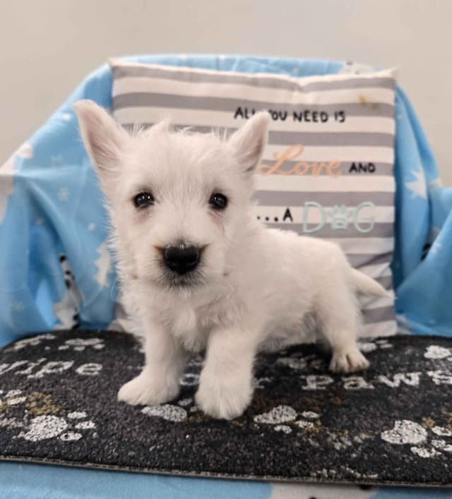 West Highland White Terrier Puppies media 6