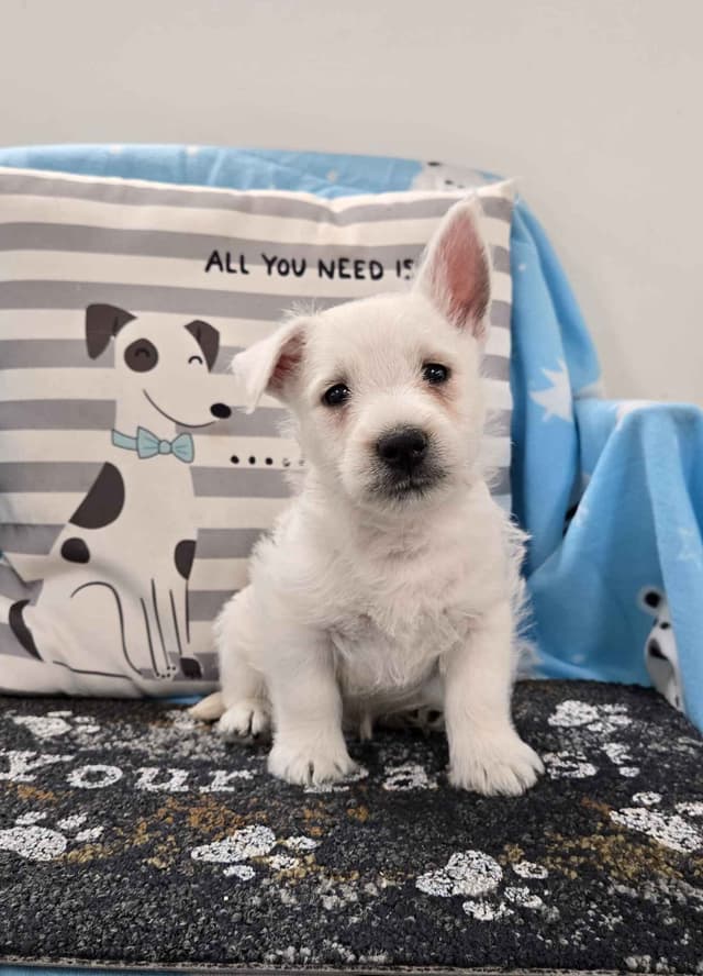 West Highland White Terrier Puppies media 7