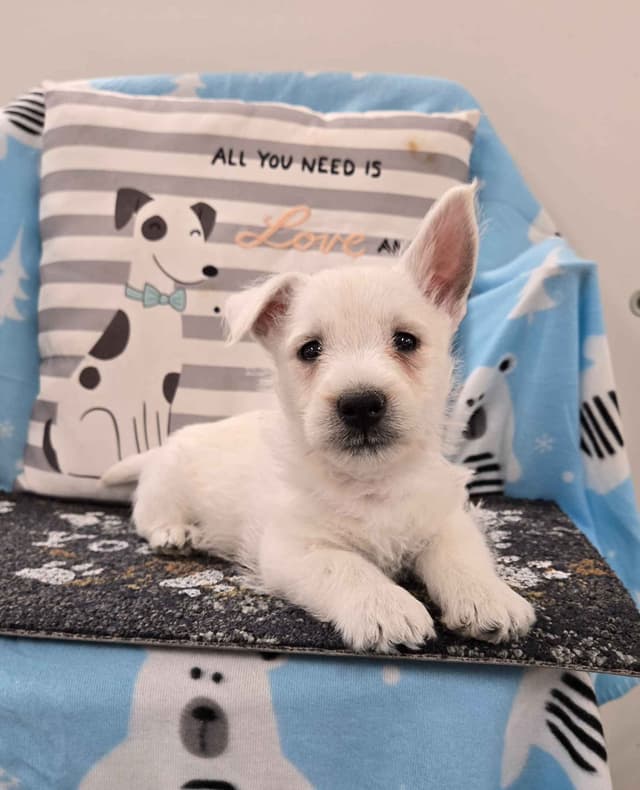 West Highland White Terrier Puppies media 8