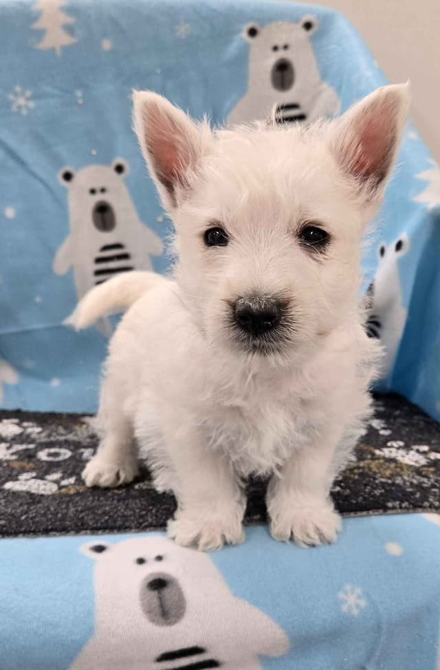 West Highland White Terrier Puppies media 2