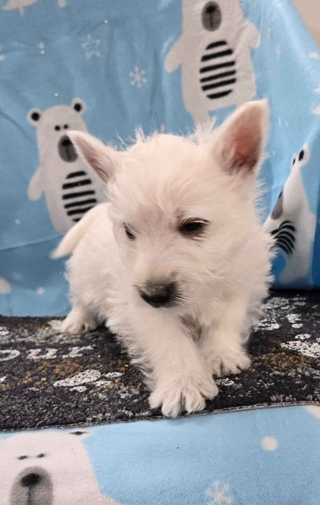 West Highland White Terrier Puppies media 3