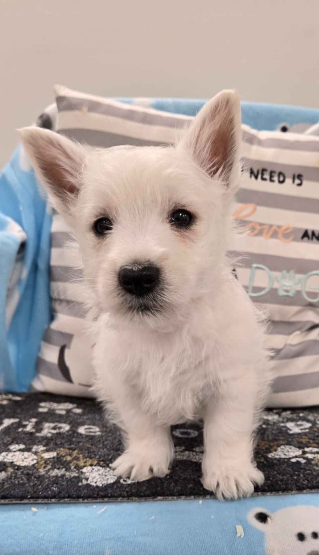 West Highland White Terrier Puppies media 4