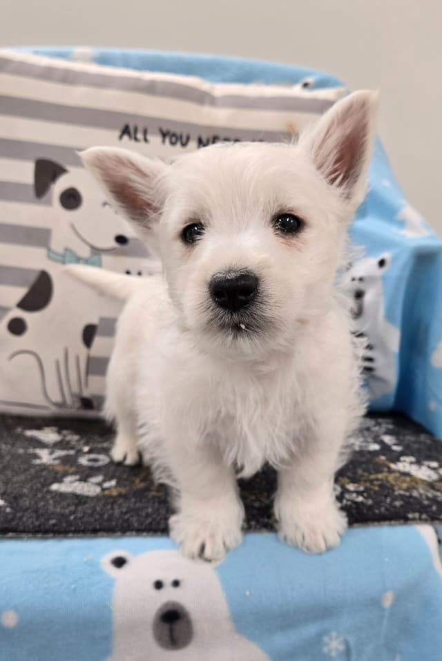 West Highland White Terrier Puppies media 5