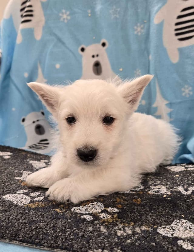 West Highland White Terrier Puppies media 6