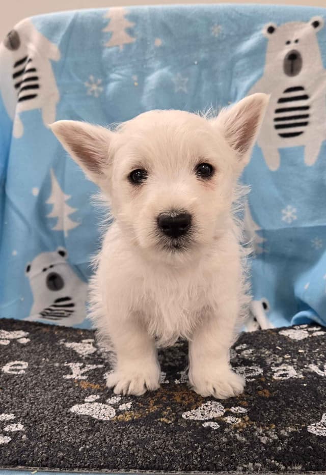 West Highland White Terrier Puppies media 7
