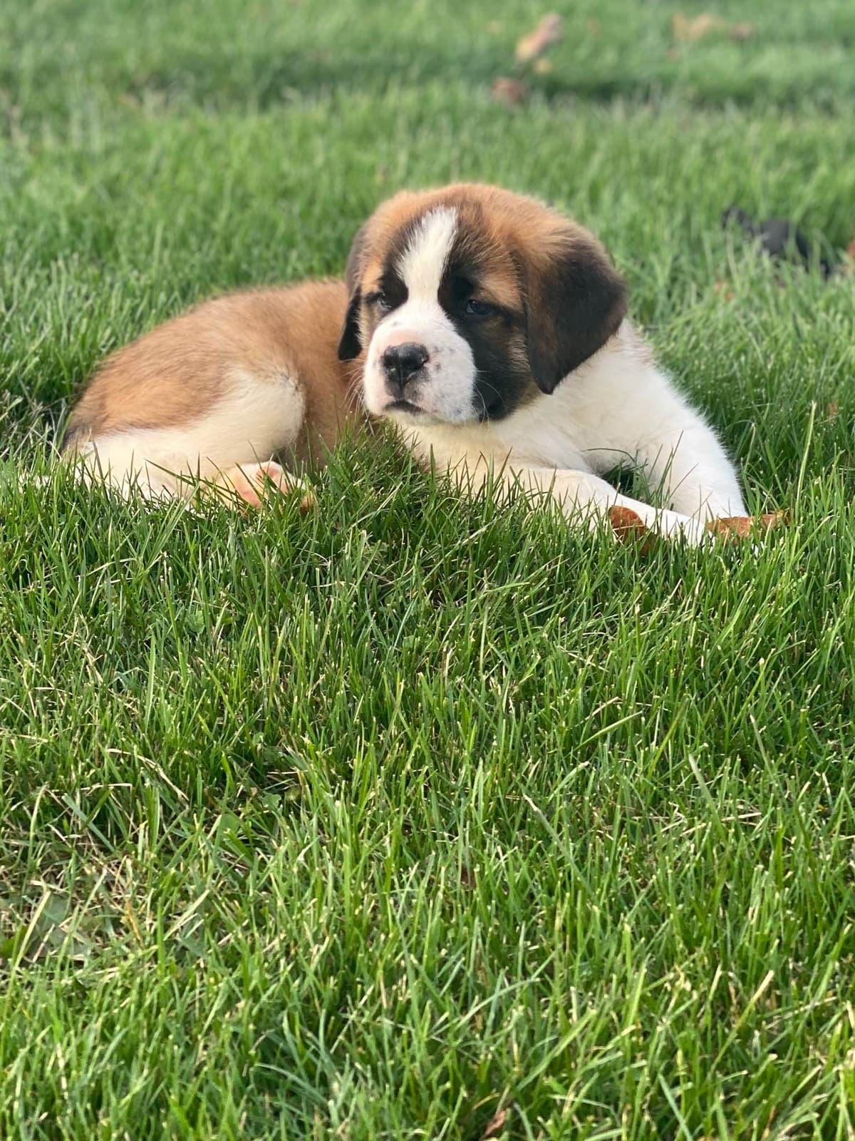 Saint Bernard Puppies breeder image 1