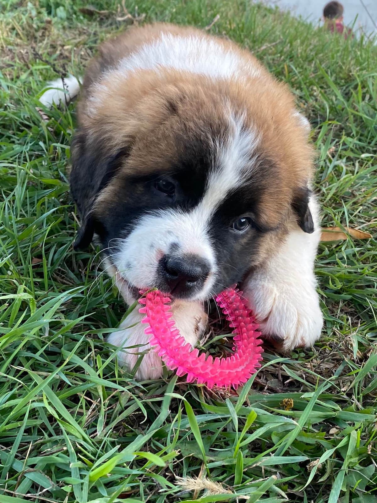 Saint Bernard Puppies breeder image 2