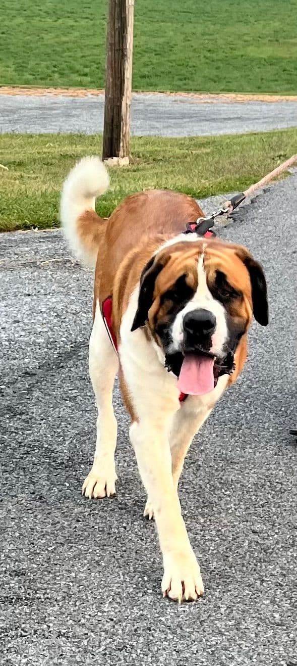 Saint Bernard Puppies breeder image 3