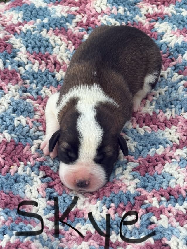 Saint Bernard Puppies media 19