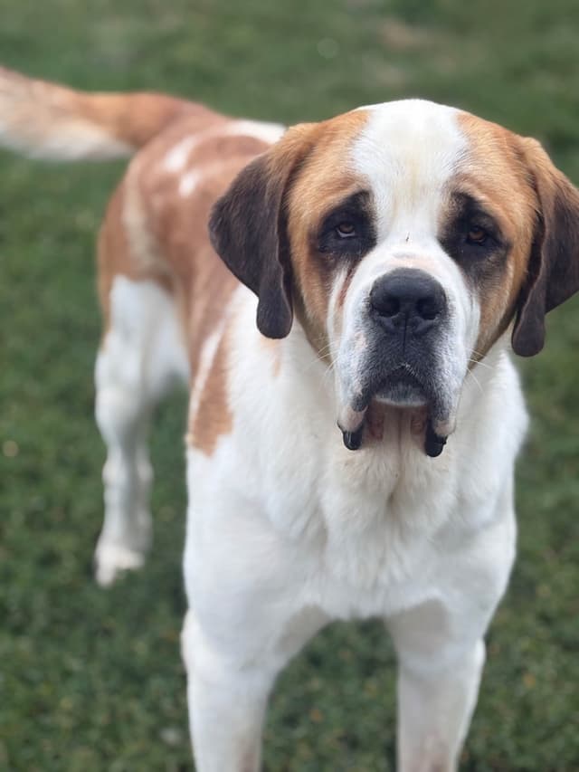 Saint Bernard Puppies media 20