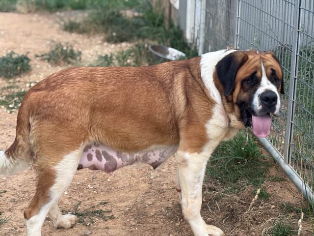 Saint Bernard Puppies media 21