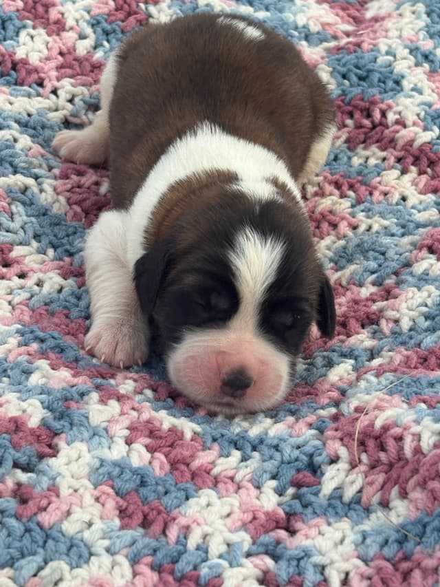 Saint Bernard Puppies media 16
