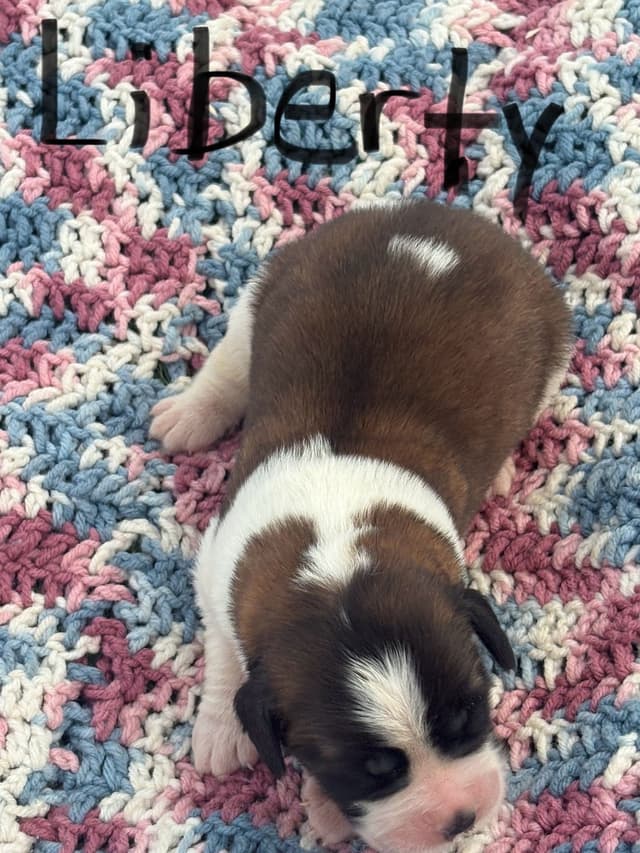 Saint Bernard Puppies media 18