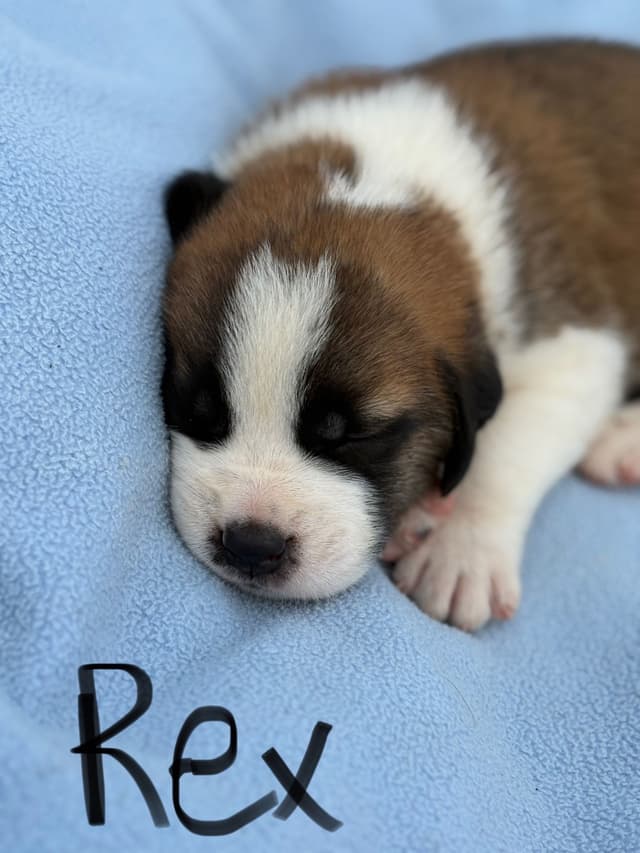 Saint Bernard Puppies media 5