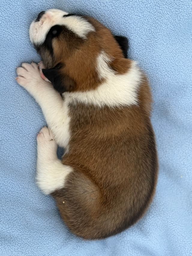 Saint Bernard Puppies media 6