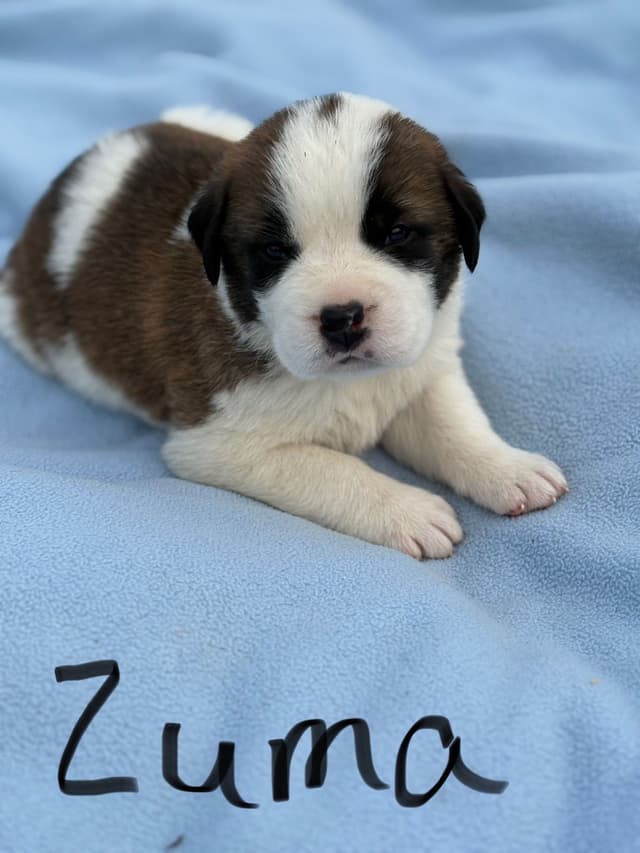Saint Bernard Puppies media 3