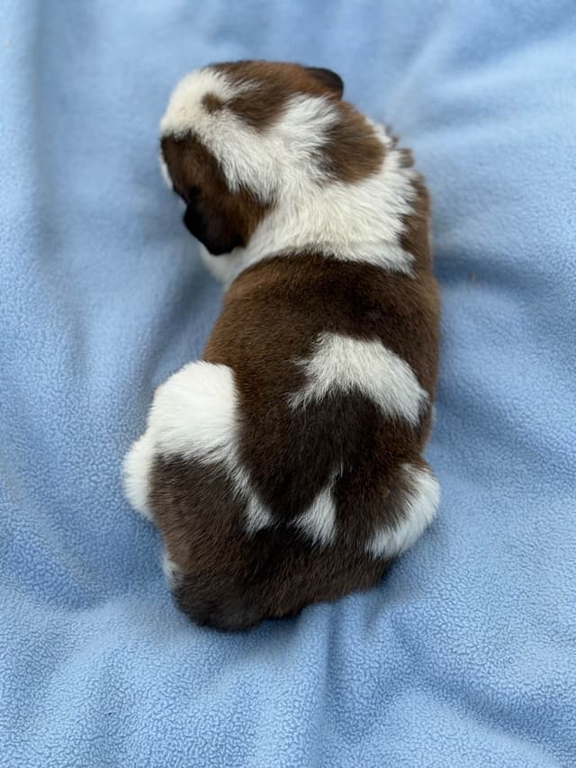 Saint Bernard Puppies media 4
