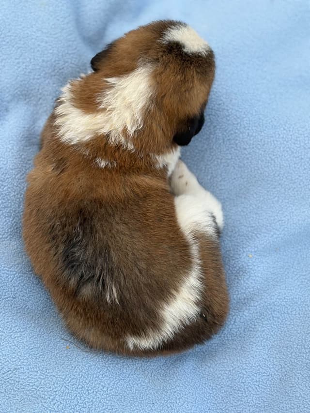 Saint Bernard Puppies media 8