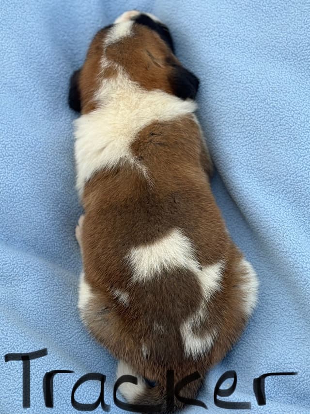 Saint Bernard Puppies media 11