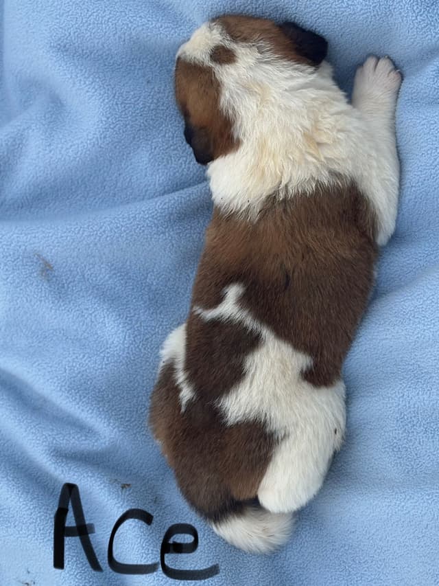 Saint Bernard Puppies media 14