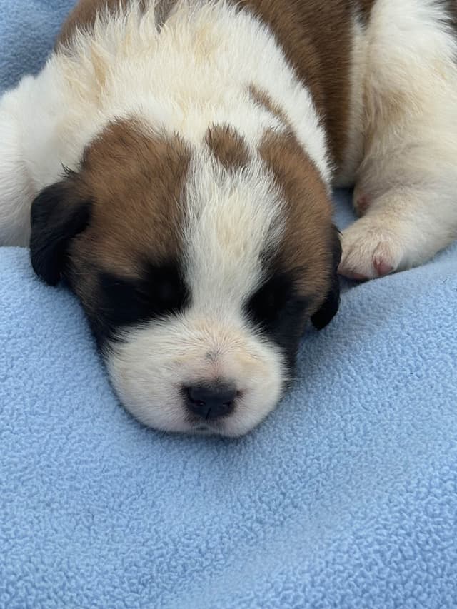 Saint Bernard Puppies media 15