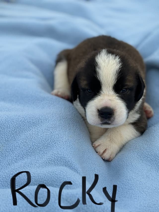 Saint Bernard Puppies media 12