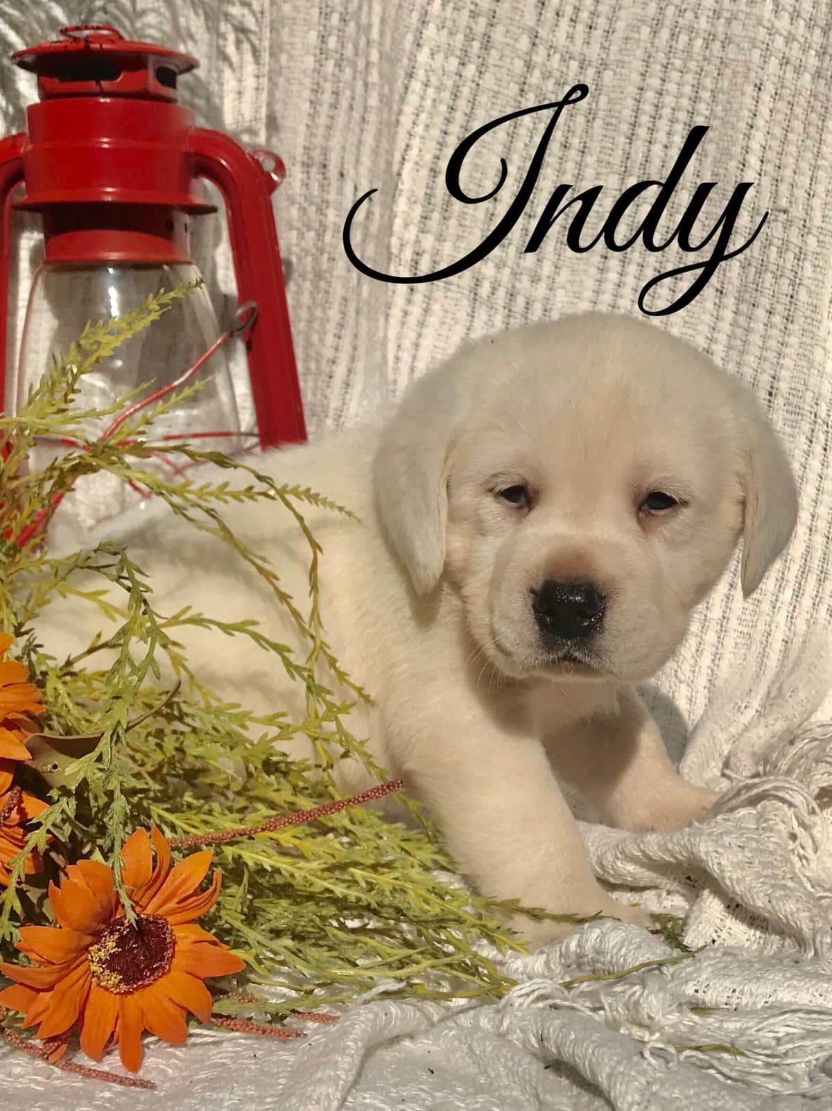 Akita Puppies breeder image 5