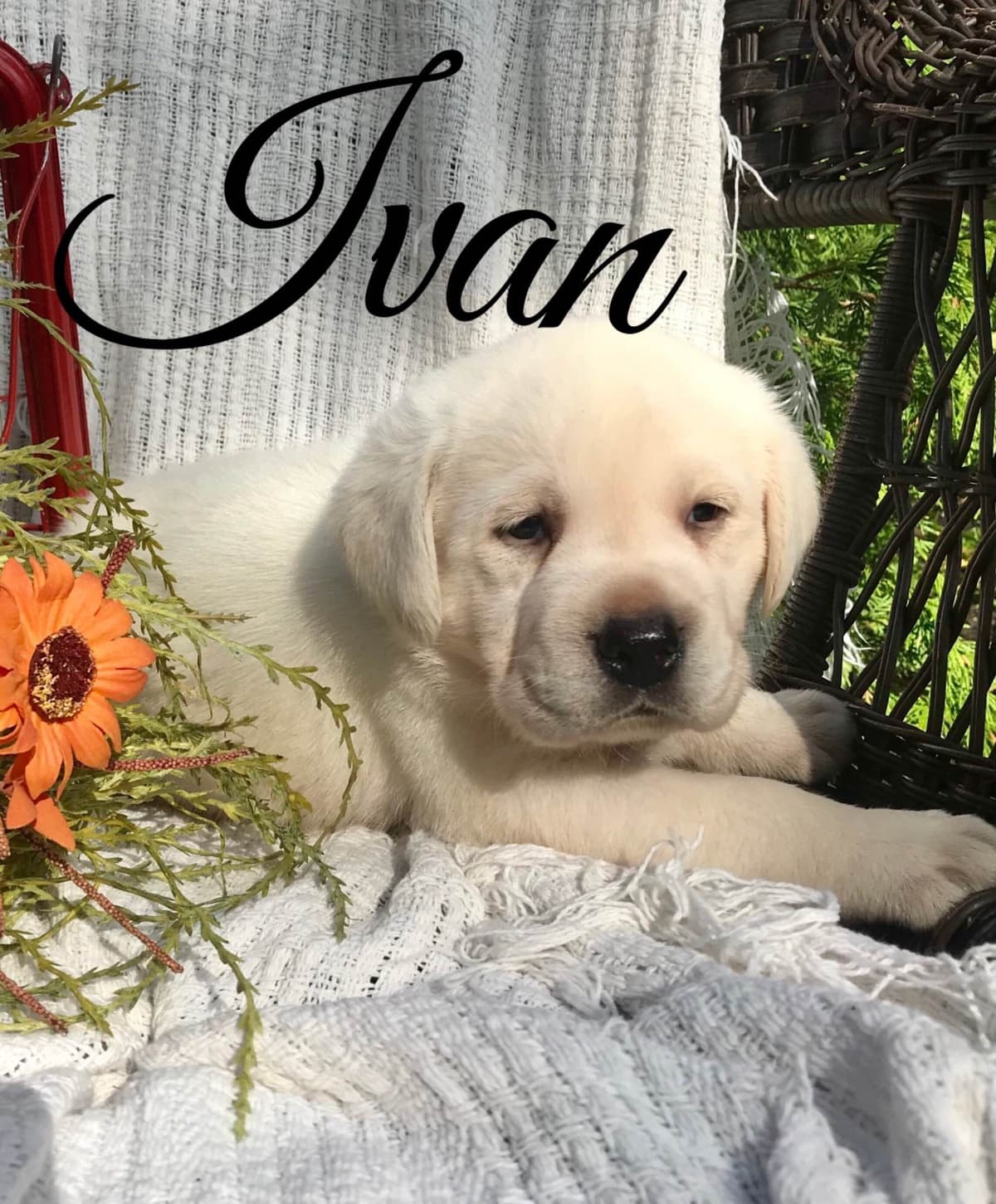 Akita Puppies breeder image 4