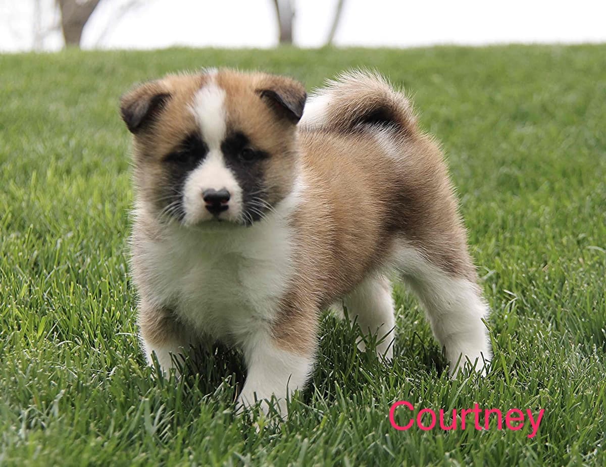 Akita Puppies breeder image 6