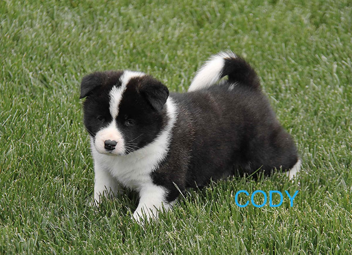 Akita Puppies breeder image 7