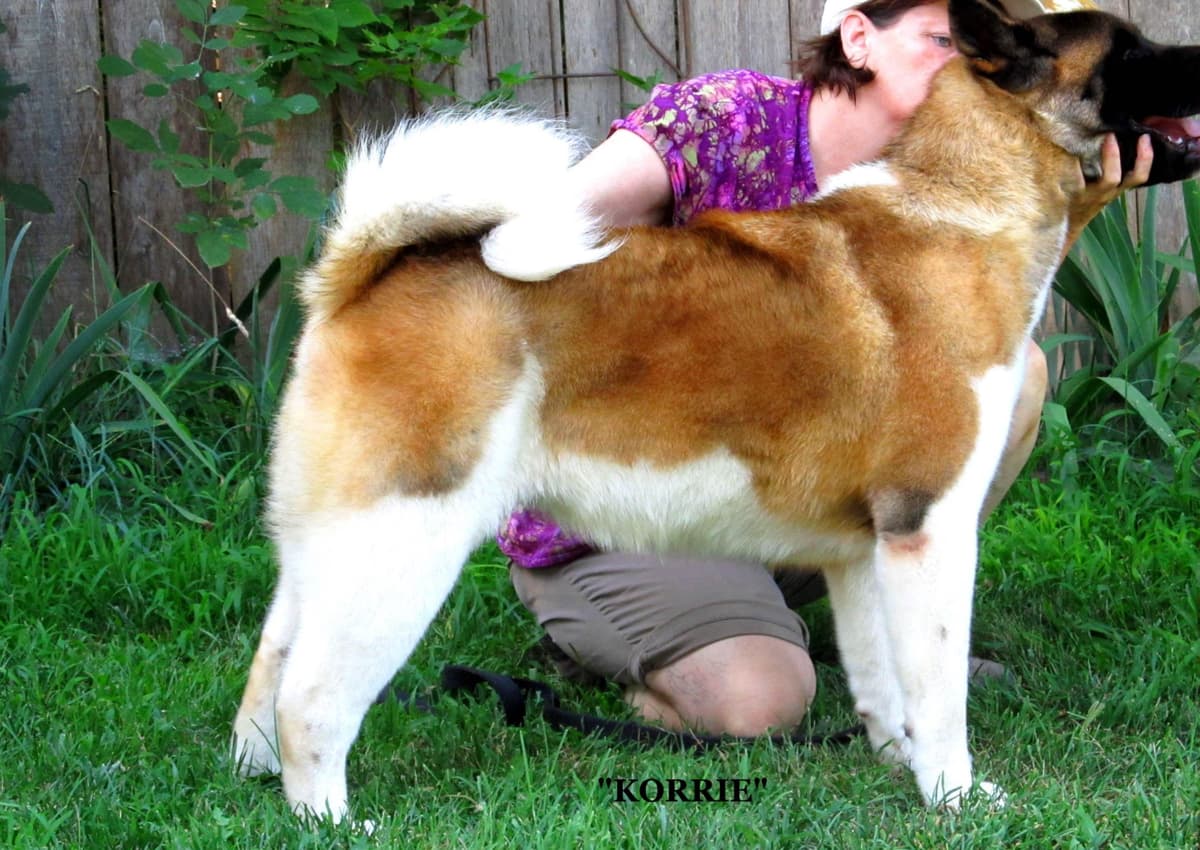 Akita Puppies breeder image 8