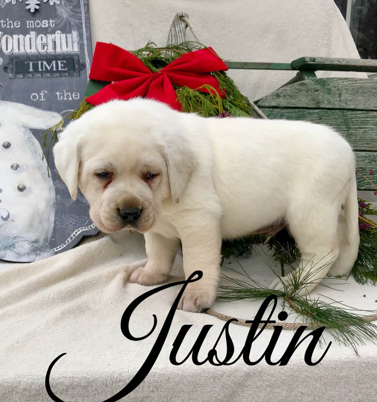 Akita Puppies breeder image 9