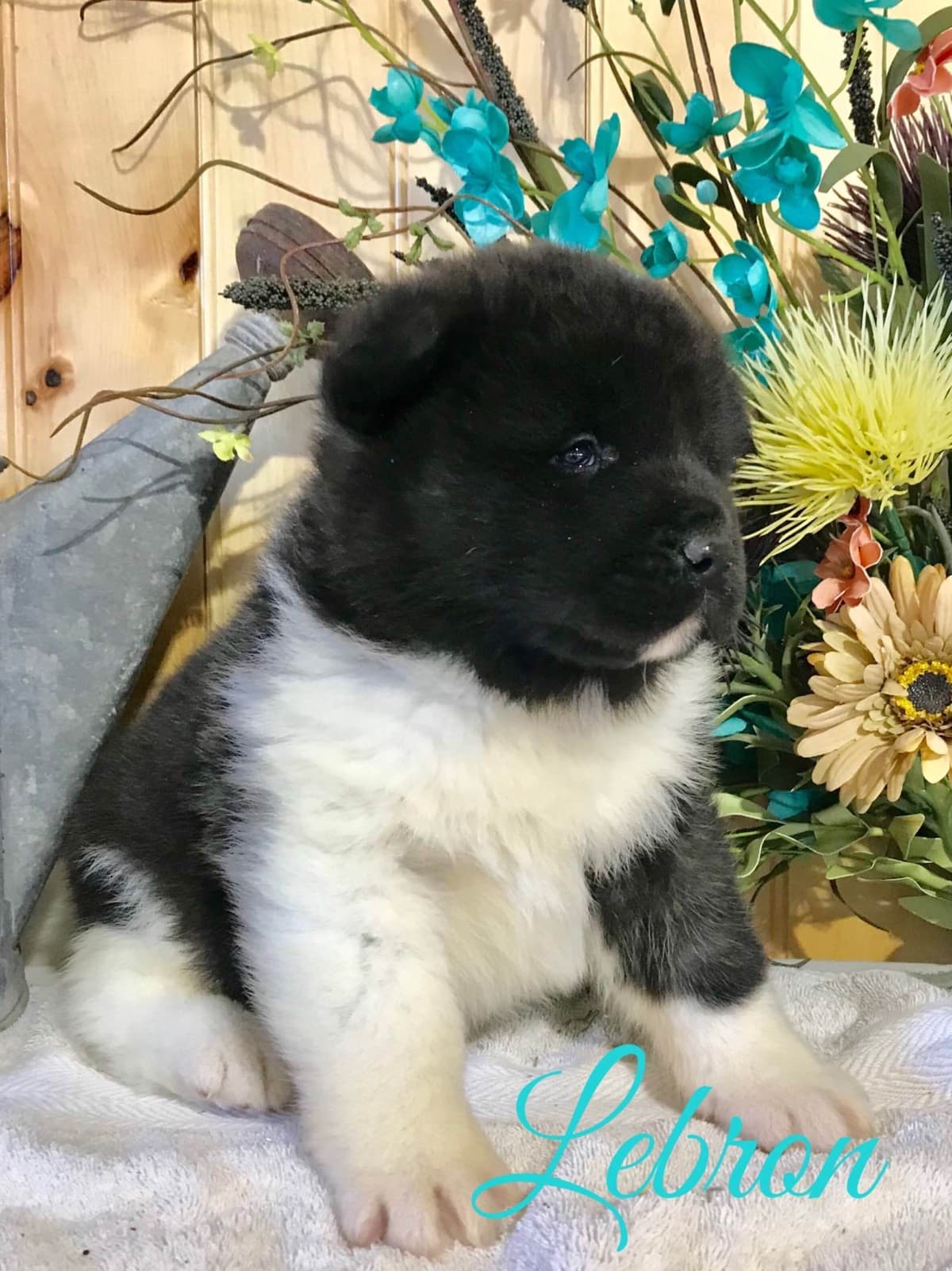 Akita Puppies breeder image 10