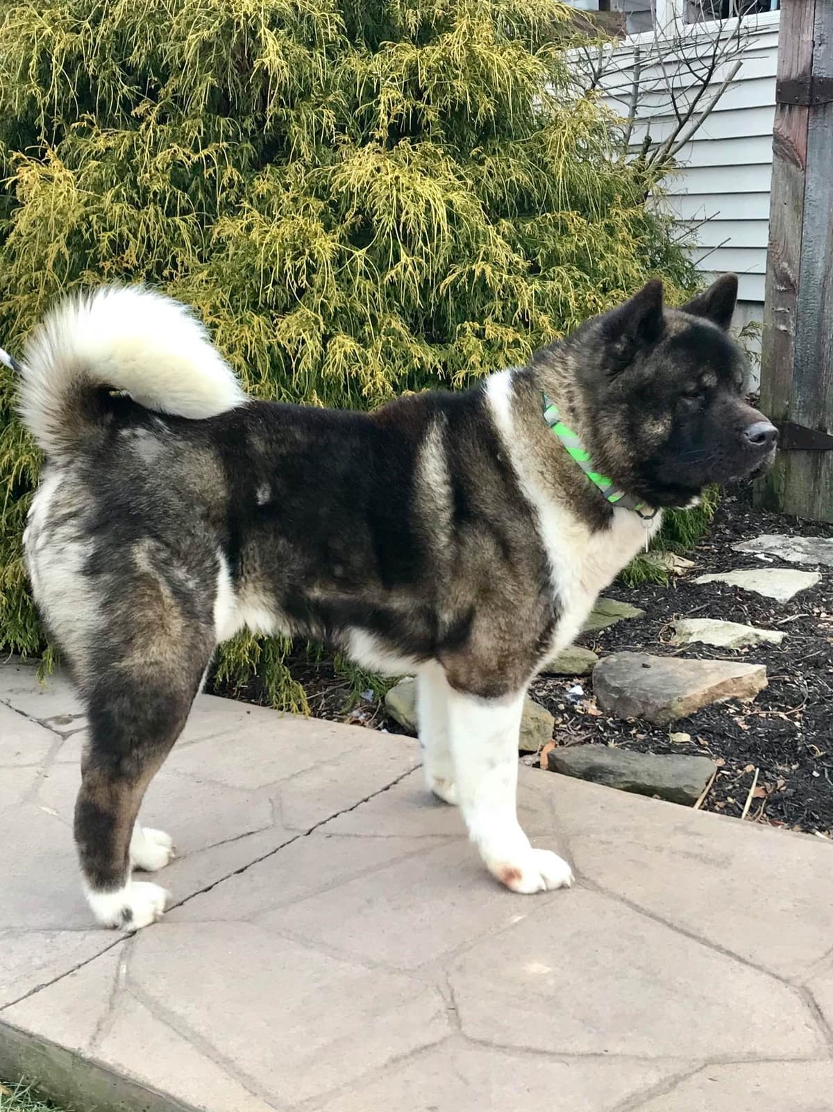 Akita Puppies breeder image 11